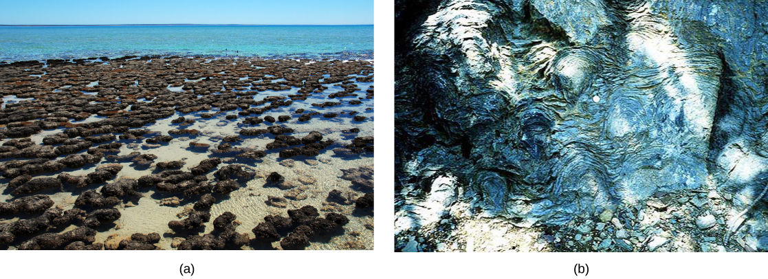 Photo A shows a mass of gray mounds in shallow water. Photo B shows a swirl pattern in white and gray marbled rock.