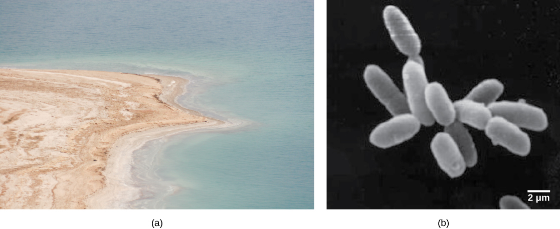 Photo A shows the Dead Sea and its accompanying brown shoreline. Micrograph B shows rod-shaped halobacteria.