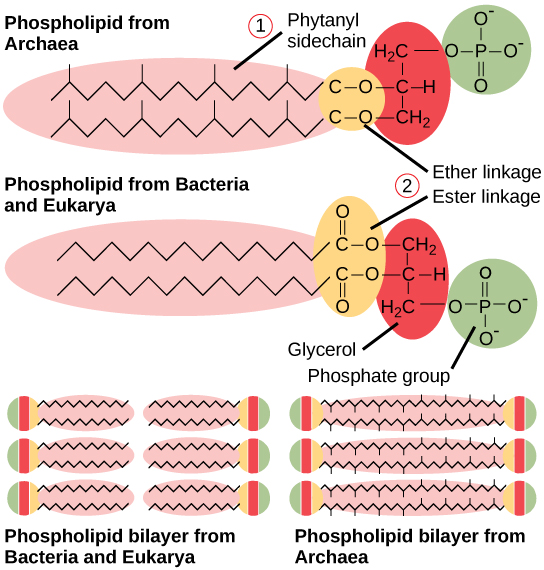 This illustration compares phospholipids from Bacteria and Eukarya to those from Archaea. In Bacteria and Eukarya, fatty acids are attached to glycerol by an ester linkage, while in Archaea, isoprene chains are linked to glycerol by an ether linkage. In the ester linkage, the first carbon in the fatty acid chain has an oxygen double-bonded to it, whereas in the ether linkage, it does not. In Archaea, the isoprene chains have methyl groups branching off from them, whereas such branches are absent in Bacteria and Eukarya. Both types of phospholipids result in similar lipid bilayers.