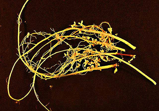This photo shows a legume root, which is thin and yellow with nodules sticking out of it.