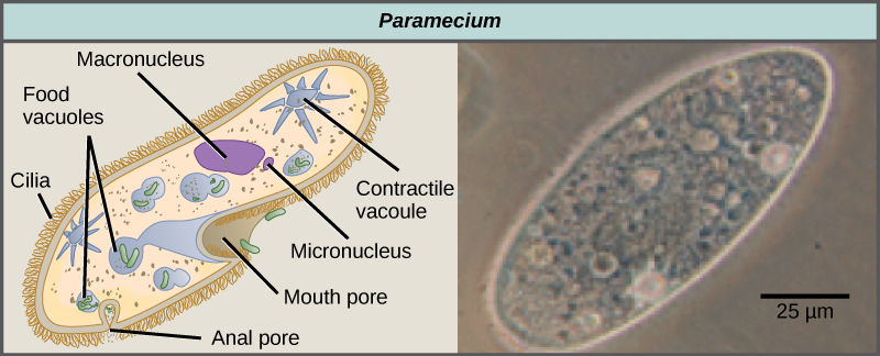 The illustration on the left shows a shoe-shaped Paramecium. Short, hair-like cilia cover the outside of the cell. Inside are food vacuoles, a large macronucleus, and a small micronucleus. The Paramecium has two star-shaped contractile vacuoles. The mouth pore is an indentation located just where the foot narrows. A small opening called the anal pore is located at the wide end of the cell. The micrograph on the right is a Paramecium, which is about 50 microns across and 150 microns long.