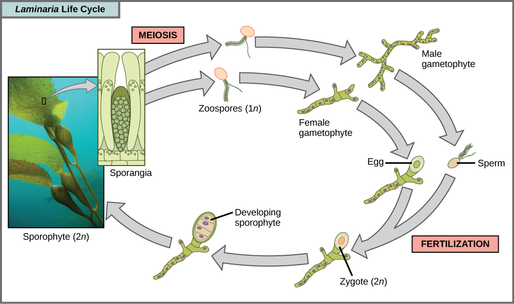 The life cycle of the brown algae, Laminaria, begins when sporangia undergo meiosis, producing 1 n zoospores. The zoospores undergo mitosis, producing multicellular male and female gametophytes. The female gametophyte produces eggs, and the male gametophyte produces sperm. The sperm fertilizes the egg, producing a 2 n zygote. The zygote undergoes mitosis, producing a multicellular sporophyte. The mature sporophyte produces sporangia, completing the cycle. A photo inset shows the sporophyte stage, which resembles a plant with long, flat blade-like leaves attached to green stalks via bladder like connections. Both the blade and stalks are submerged. Sporangia are associated with the leaf like structures.