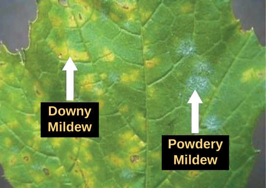 The photo shows a leaf infected with downy mildew and powdery mildew. Where the leaf is infected with downy mildew, it is yellow instead of green. Powdery mildew appears as a white fuzz on the leaf.