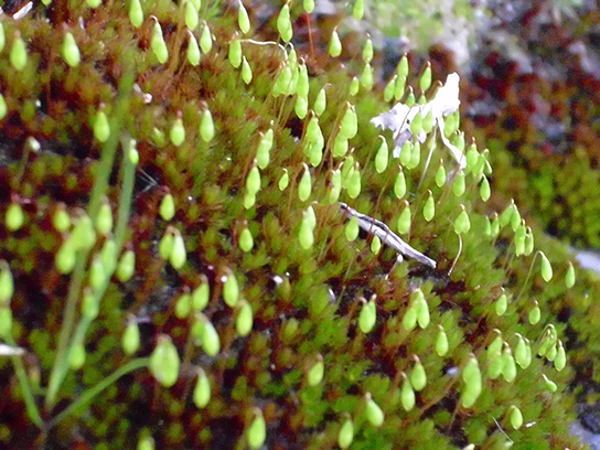 Photo shows sporangia in seedless plant Bryum capillare.