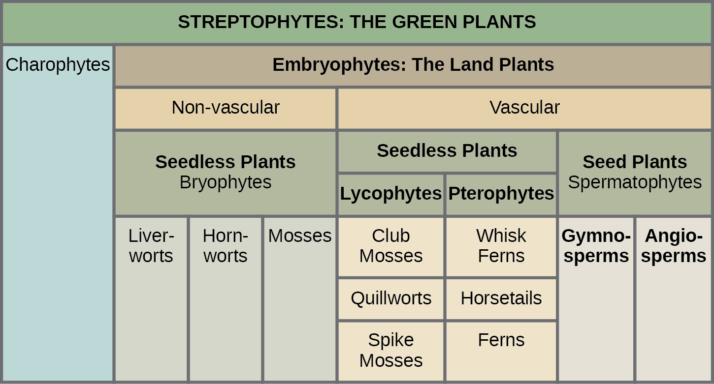 Table shows the division of Streptophytes: the green plants. This group includes Charophytes and Embryophytes. Embryophytes are land plants, which are subdivided into vascular and nonvascular plants. Nonvascular plants are all seedless, and are in the Bryophyte group, which is subdivided into liverworts, hornworts, and mosses. Vascular plants are divided into seedless and seed plants. Seedless plants are subdivided into Lycophytes, which include club mosses, quillworts, and spike mosses, and Pterophytes, which include whisk ferns, horsetails, and ferns. Seed plants are in the Spermatophyte group and consist of gymnosperms and angiosperms.