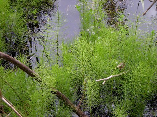 In the photo, bushy horsetail plants grow in water.