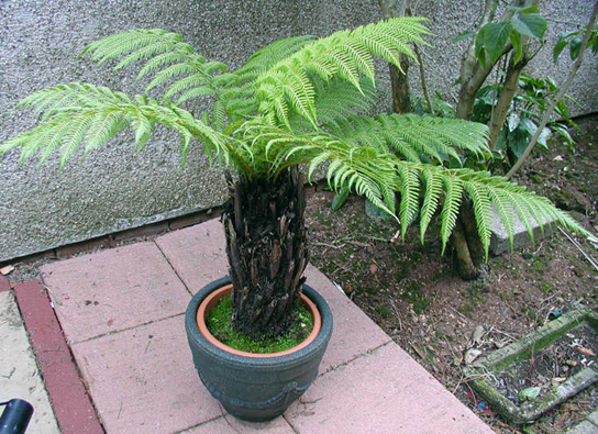 Photo shows a potted tree fern.