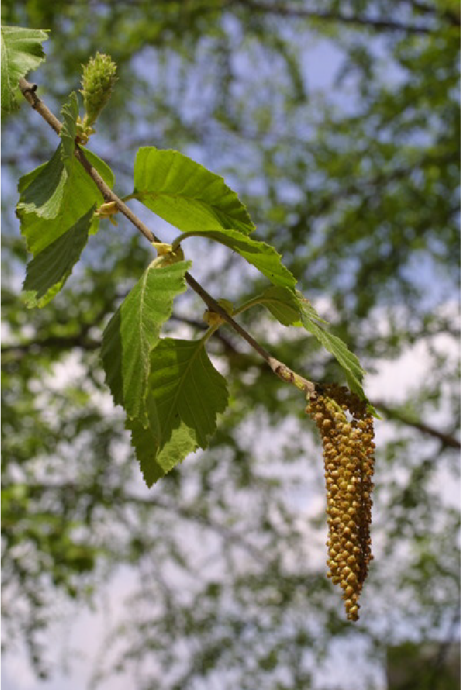 Image is of a river birch, Baskauf Betula. Seed pods hang from a branch, and appear to have the same composition and appearance of a cluster of grapes.