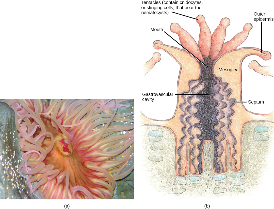 Part a shows a photo of a sea anemone with a pink, oval body surrounded by thick, waving tentacles. Part b shows a cross-section of a sea anemone, which has a tube-shaped body with an opening called a gastrovascular cavity at its center. Ribbon-like septa divide this cavity into segments. A mesogleal layer separates the inner surface of the anemone from the outer surface. A mouth is located at the top of the gastrovascular cavity. Tentacles that contain stinging cnidocytes surround the mouth.