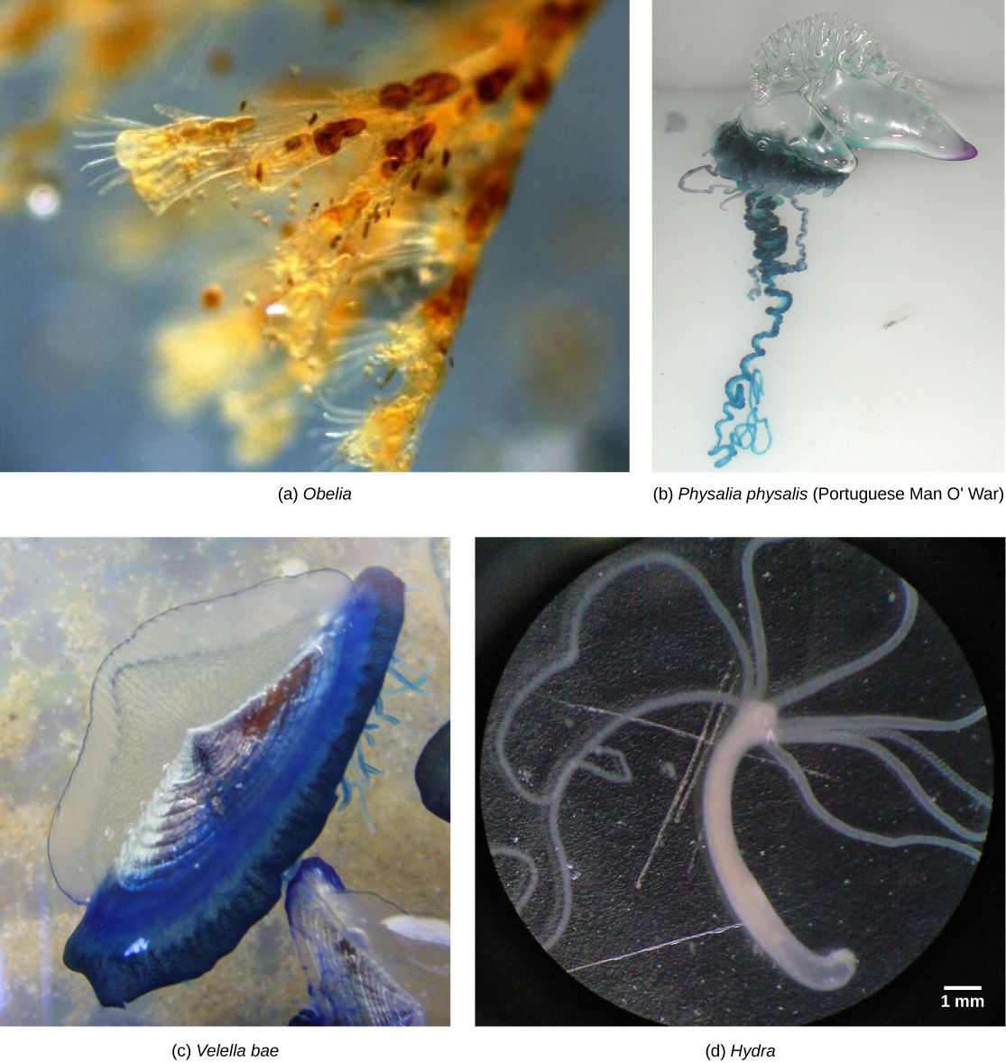 Photo a shows Obelia, which has a body composed of branching polyps. Photo b shows a Portuguese Man O War, which has ribbon-like tentacles dangling from a clear, bulbous structure, resembling an inflated plastic bag. Photo c shows Velella bae, which resembles a flying saucer with a blue bottom and a clear, dome-shaped top. Photo d shows a hydra with long tentacles, extending from a tube-shaped body.