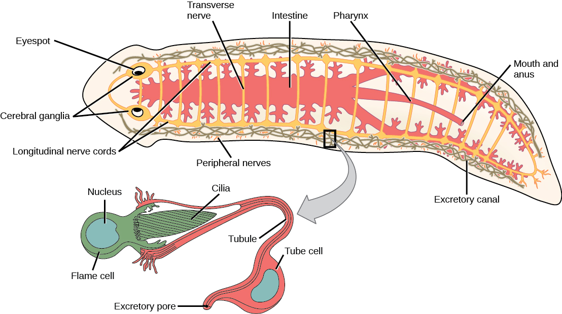 Illustration shows the digestive, nervous and excretory systems in a flat, worm-like planaria. The digestive system starts at the ventral mouth opening in the middle of the animal, and then extends to the head through the middle of the body, and toward the along the sides of the body. Many lateral branches occur along the digestive system. The nervous system has 2 cerebral ganglia at the eyes in the head, and 2 ventral nerve cords with transverse connections along the length of the body to the tail. The excretory system is arranged in 2 long mesh-like structures down each side of the body.