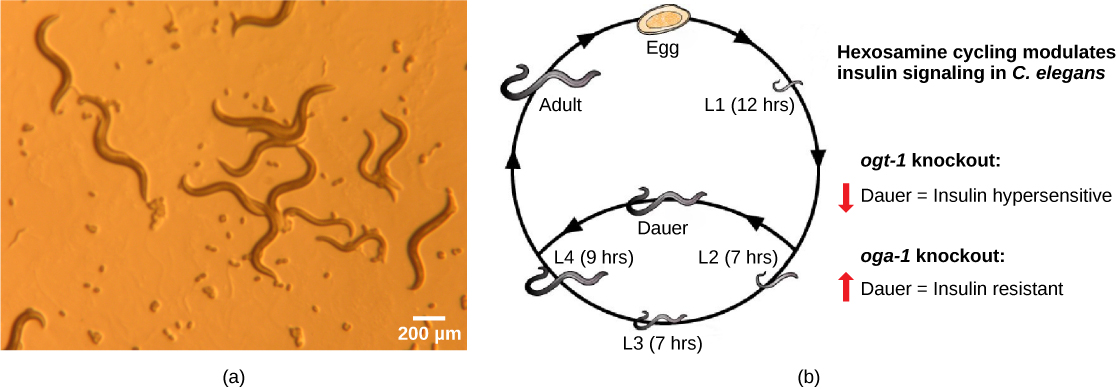 Photo a shows transparent worm about a millimeter in length. Illustration B shows the life cycle of C. elegans, which begins when the egg hatches, releasing a L1 juvenile. After 12 hours the L1 juvenile transforms into an L2 juvenile. After 7 hours the L2 juvenile transforms into an L3 juvenile. After another 7 hours the L3 juvenile transforms into an L4 juvenile. After 14 hours the L4 juvenile transforms into an adult. The hermaphroditic adult mates with another adult to produce fertilized eggs which hatch, completing the cycle.