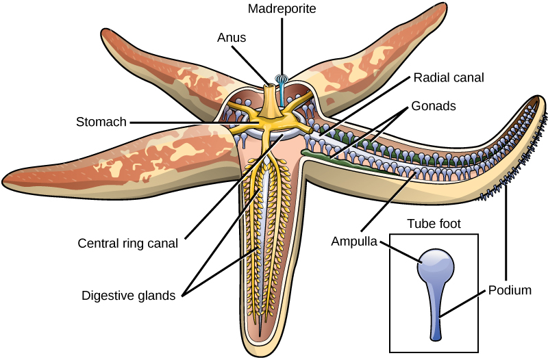 The illustration shows a sea star, which has a mouth on the bottom and an anus on top, both in the middle of the star. The disk-shaped stomach is sandwiched between the mouth and anus. Two tubes radiate from the stomach to each arm, and many small digestive glands connect to these tubes. Beneath the stomach is a central ring canal that also connects to tubes that extend into each arm. Tube feet are attached to these tubes. Each tube foot resembles a medicine dropper, with a bulb-shaped ampulla at the top and an extension called a podium at the bottom. The bottom of the podium protrudes from the bottom of the starfish. There are many podia along the length of the arm, which allow the sea star to latch onto objects and walk. A structure called a madreporite connects to the central ring, and protrudes from the upper surface of the sea star, next to the anus.