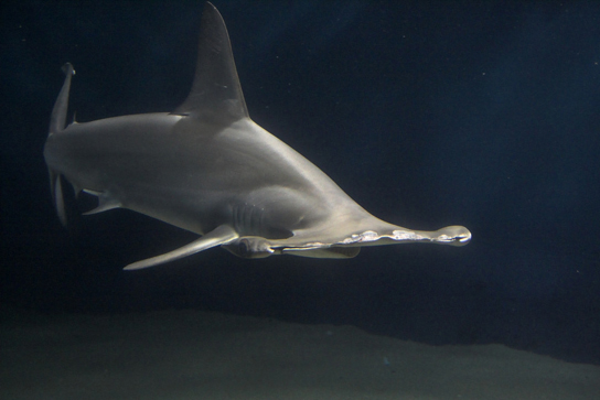 The photo shows a hammerhead shark, whose head is broad and flat, with eyes at each outer edge.