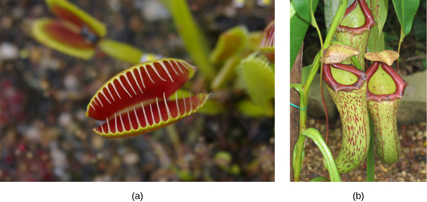 Left photo shows modified leaves of a Venus flytrap. The two leaves resemble the upper and lower part of the mouth, and are red on the interior. Hair-like appendages, like teeth, frame each modified leaf, so that when the leaves close, the insect will be trapped. Right photo shows three modified leaves of the pitcher plant, which are green tubes with red specks and have a red rim forming the top opening.