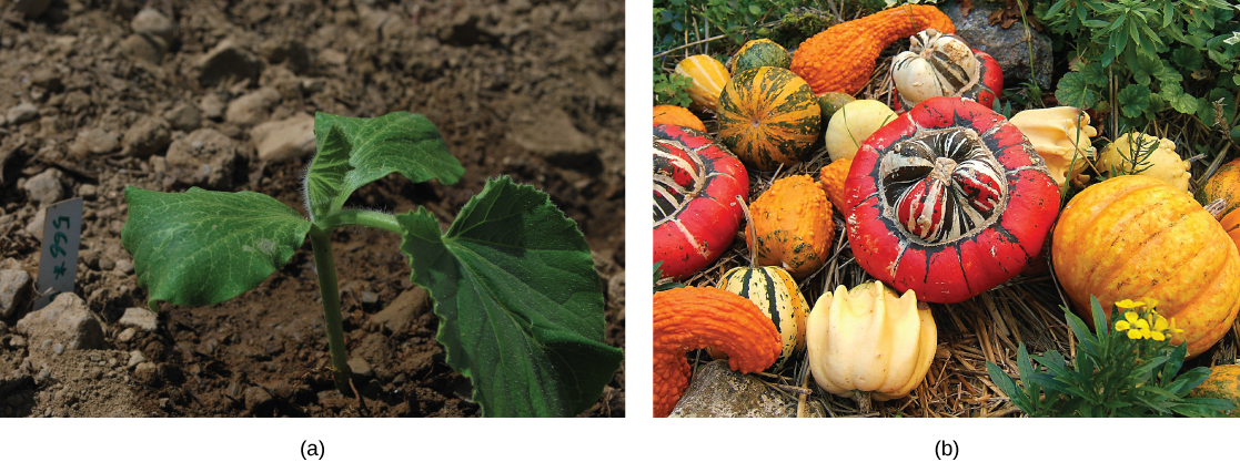 Left photo shows a dark green seedling with three leaves. The seedling is growing on a plot of dark-brown soil. Right photo shows a variety of red, orange, green and yellow squashes.