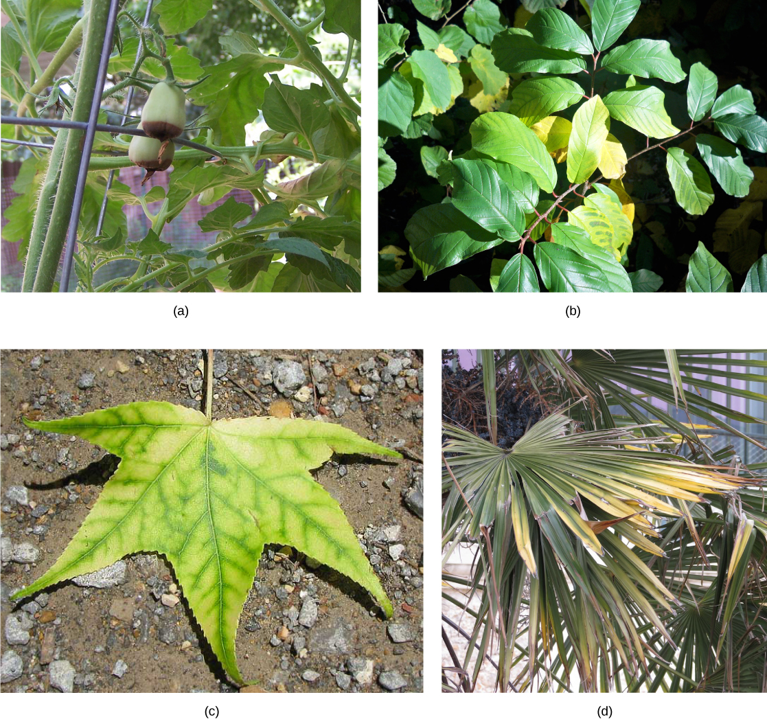 Photo (a) shows a tomato plant with two green tomato fruits. The fruits have turned dark brown on the bottom. Photo (b) shows a plant with green leaves; some of the leaves have turned yellow. Photo (c) shows a five-lobed leaf that is yellow with greenish veins. Photo (d) shows green palm leaves with yellow tips.
