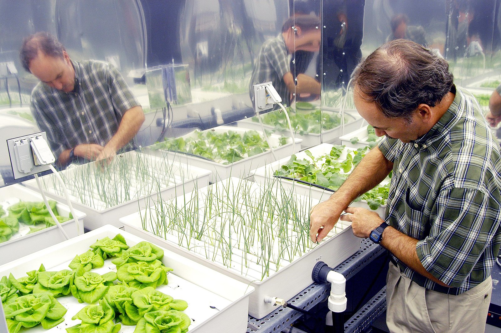 This photo shows a NASA researcher examining a hydroponic array, including several types of plants. The onions grow in a tray with long, thin openings from which emerge their grass-like leaves. Next to the onions are lettuces in a try appearing to have holes from which their larger leaves can emerge.
