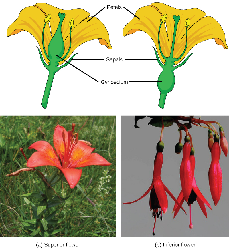 Part A shows a lily, which has an ovary above the petals. The ovary sits above the teardrop-shaped petals. Part B shows several fuchsia flowers hanging down from a stem. The ovary is below the edge of the petals.