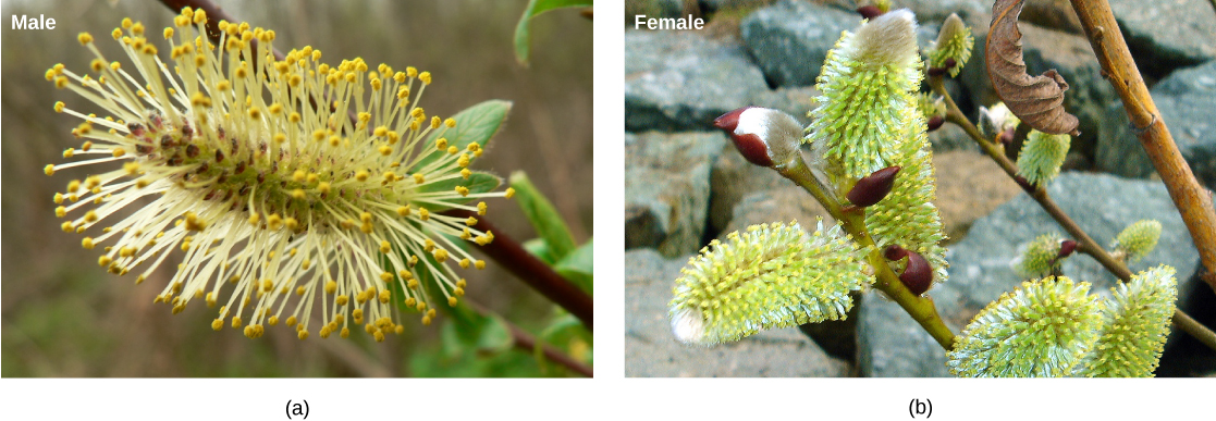 Photo A shows the long, thin flower male of the white willow, which has long, hair-like appendages jutting out all along its length. Photo  B shows the female flower from the same plant. The shape is similar, but the hair-like appendages are missing.