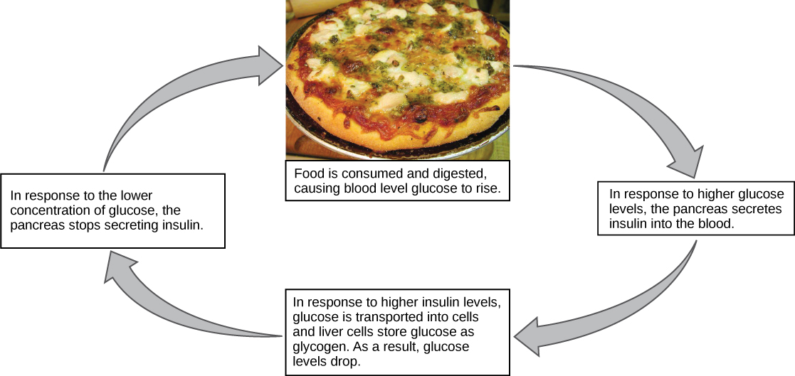 Illustration shows the response to consuming a meal. When food is consumed and digested, blood glucose levels rise. In response to the higher concentration of glucose, the pancreas secretes insulin into the blood. In response to the higher insulin levels in the blood, glucose is transported into many body cells. Liver cells store glucose as glycogen. As a result, glucose levels drop. In response to the lower concentration of glucose, the pancreas stops secreting insulin.
