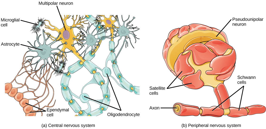 Illustration A shows various types of glial cells surrounding a multipolar nerve of the central nervous system. Oligodendrocytes have an oval body and protrusions that wrap around the axon. Astrocytes are round and slightly larger than neurons, with many extensions projecting outward to neurons and other cells. Microglia are small and rectangular, with many fine projections. Ependymal cells have small, round bodies lined up in a row. Long extensions connect from the ependymal cells to an astrocyte. Illustration B shows a pseudounipolar cell of the peripheral nervous system. Schwann cells wrap around the branched axon, and satellite cells surround the neuron cell body.