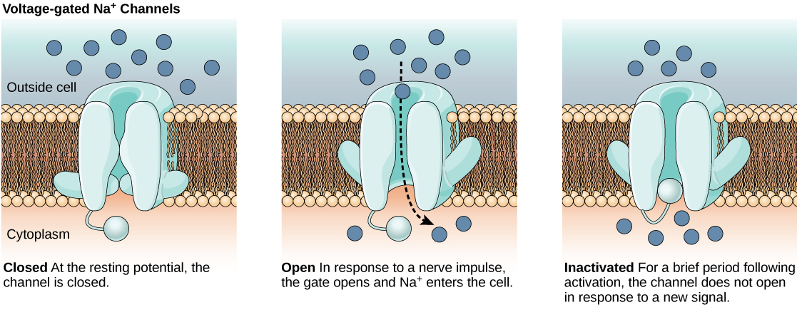 The first image shows a voltage-gated sodium channel that is closed at the resting potential. In response to a nerve impulse the channel opens, allowing sodium to enter the cell. After the impulse the channel enters an inactive state. The channel closes by a different mechanism and, for a brief period does not reopen in response to a new nerve impulse.