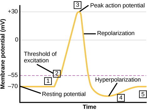 Graph plots membrane potential in millivolts versus time. The membrane remains at the resting potential of negative 70 millivolts until a nerve impulse occurs in step 1. Some sodium channels open, and the potential begins to rapidly climb past the threshold of excitation of negative 55 millivolts, at which point all the sodium channels open. At the peak action potential, the potential begins to rapidly drop as potassium channels open and sodium channels close. As a result, the membrane repolarizes past the resting membrane potential and becomes hyperpolarized. The membrane potential then gradually returns to normal.