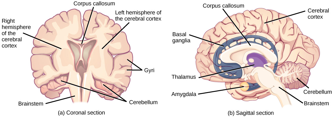 Illustration shows coronal (front) and sagittal (side) sections of a human brain. In the coronal section, the large upper part of the brain, called the cerebral cortex, is divided into left and right hemispheres. A cavity resembling butterfly wings exists between the left and right cortex. The corpus callosum is a band that connects the two hemispheres together, just above this cavity. The surface of the cerebral cortex contains bumpy protrusions called gyri. The cerebral cortex is anchored by the brain stem, which connects with the spinal cord. On either side of the brainstem tucked beneath the cerebral cortex is the cerebellum. The surface of the cerebellum is bumpy, but not as bumpy as the cerebral cortex. The sagittal section reveals that the cerebral cortex makes up the front and top part of the brain, while the brainstem and cerebellum make up the lower back part. The oval thalamus sits in the cavity in the middle of the cerebral cortex. The corpus callosum wraps around the top part thalamus. The basal ganglia wraps around the corpus callosum, starting at the lower front part of the brain and continuing three-quarters of the way around so the back end almost meets the front end. The basal ganglia is separated into segments that are connected along the top and bottom. The amygdala is a spherical structure at the end of the basal ganglia.