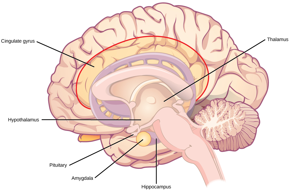 Illustration shows parts of the limbic system. The thalamus and hypothalamus are located in the cavity in the center of the cerebral cortex. The cingulate gyrus is part of the cerebral cortex that wraps around the upper part of the basal ganglia. The hippocampus is part of the cerebral cortex located beneath the thalamus. The amygdala is located at the end of the basal ganglia, and sits beside the pituitary.
