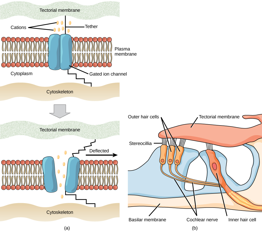 Illustration A shows a closed gated ion channel embedded in the plasma membrane. A hair-like tether connects the channel to the extracellular matrix outside the cell, and another tether connects the channel to the inner cytoskeleton. When the extracellular matrix is deflected, the tether tugs on the gated ion channel, pulling it open. Ions may now enter or exit the cell. Illustration B shows stereocilia, hair-like projections on outer hair cells that attached to the tectorial membrane of the inner ear. The outer hair cells are connected to the cochlear nerve.