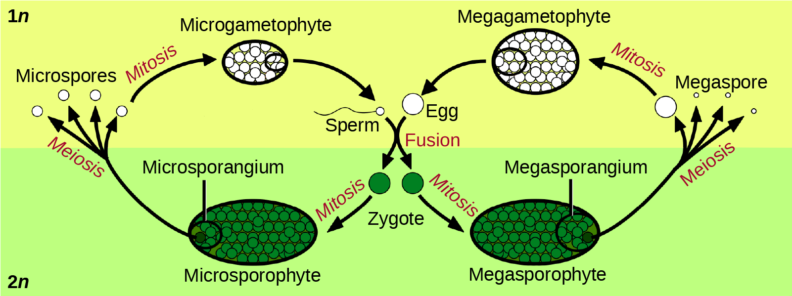 Illustration shows the life cycle of angiosperms, which includes a microgametophyte stage and a megagametophyte stage. The life cycle begins with the fusion of egg and sperm to form a zygote. The zygote undergoes mitosis, resulting in a male microsporophyte or a female megasporophyte. The microsporophyte has a cluster of cells called a microsporangium, and the megasporophyte has a cluster of cells called a megasporangium. Through meiosis, the microsporangium forms microspores, and the megasporangium forms megaspores. Both microspores and megaspores undergo mitosis, forming the microgametophyte and megagametophyte, respectively. Within the microgametophyte, the fusion of egg and sperm completes the cycle.