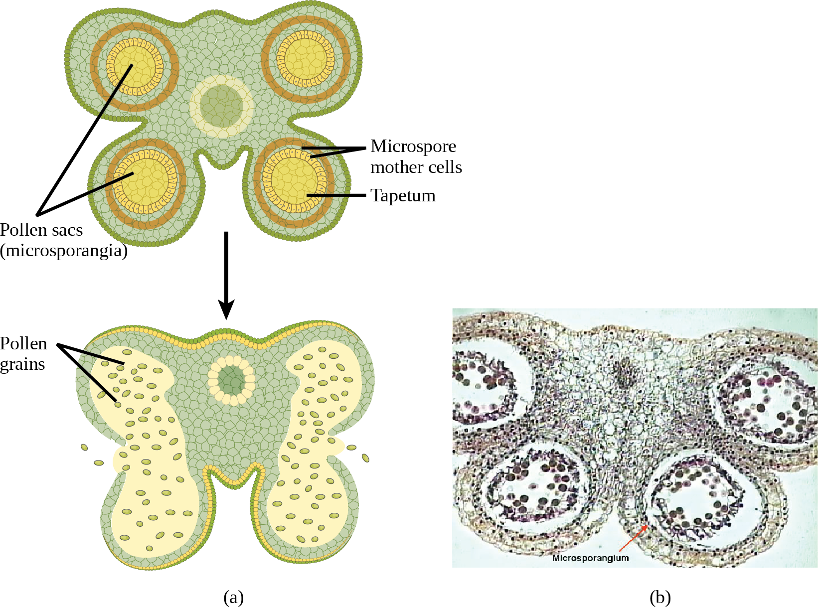 Illustration A shows cross section of an anther, which has four lobes each containing a pollen sac, or microsporangium. Inside the pollen sac is a layer called the tapetum, and within this ring are the microspore mother cells. As the microsporangium matures, two pollen sacs merge and an opening forms between them so that the pollen can be released. Micrographs in part B show pollen sacs with a visible opening between them. b: A micrograph of an immature lily anther shows four pollen sacs containing pollen grains.