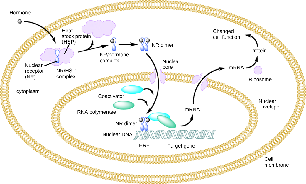Illustration shows a hormone crossing the cellular membrane and attaching to the N R slash H S P complex. The complex dissociates, releasing the heat shock protein and a N R slash hormone complex. The complex dimerizes, enters the nucleus, and attaches to an H R E element on D N A, triggering transcription of certain genes.
