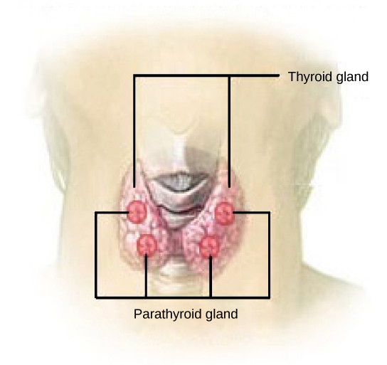 The parathyroid glands are round structures located on the surface of the right and left lobes of the thyroid gland. In the illustration shown, there are two parathyroid glands on each side, and one is located above the other.