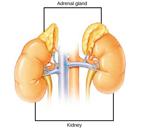 The adrenal glands are lumpy, irregular structures located on top of the kidneys.