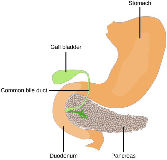 The pancreas is a grainy, teardrop-shaped organ tucked between the stomach and intestine.  A common bile duct extends from the pancreas to a small pouch like structure called a gall bladder.