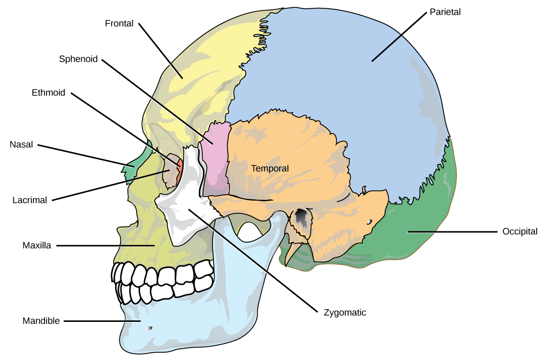 The eight cranial bones of the skull are shown.  The mandible is the lower jaw bone.  The maxilla is superior to the mandible, comprising the upper lip and side of the nasal region.  The nasal bone is anterior.  The lacrimal surrounds the eye socket.  The ethmoid is anterior to the lacrimal.  The frontal bone is large, and takes up the forehead region.  The zygomatic is lateral to the eye socket, and the sphenoid is just behind it.  The temporal bone makes up much of the side of the skull.  The parietal is large, taking up much of the top and rear portions of the skull.  The occipital bone makes up the lower back of the skull.
