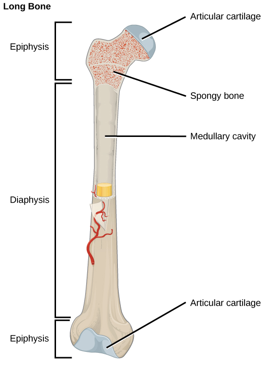 Illustration shows a long bone, which is wide at both ends and narrow in the middle. The narrow middle is called the diaphysis and the long ends are called the epiphyses. The epiphyses are filled with spongy bone perforated with holes, and the ends are made up of articular cartilage. A hollow opening in the middle of the diaphysis is called the medullary cavity.