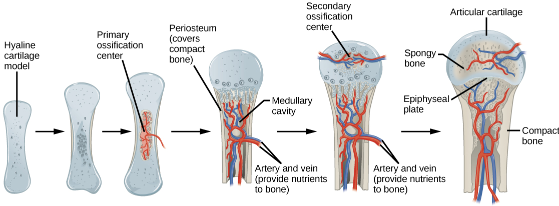 Illustration shows bone growth, which begins with a hyaline cartilage model that has the appearance of a small bone. A primary ossification center forms in the center of the narrow part of the bone, and a bone collar forms around the outside. The periosteum forms around the outside of the bone. Next, blood vessels begin to form in the bone and secondary ossification centers form in the epiphyses. The primary ossification center hollows out to form the medullary cavity, and an epiphyseal plate grows, separating the epiphyses from the diaphysis.