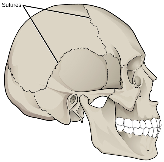 Illustration shows sutures that knit the back part of the skull together with the front and lower parts.  These appear as lines, or cracks, between the bones of the skull.