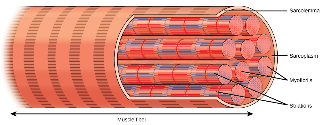 Illustration shows a long, tubular skeletal muscle cell that runs the length of a muscle fiber. Bundles of fibers called myofibrils run the length of the cell. The myofibrils have a banded appearance.  The sarcolemma surrounds the bundle of fibers, and a sarcoplasm that exits around the muscle fibers.