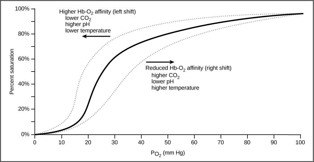 The graph plots percent oxygen saturation of hemoglobin as a function of oxygen partial pressure. Oxygen saturation increases in an S shaped curve, from 0 to 100 percent. The curve shifts to the left under conditions of low carbon dioxide, high p H, and low temperature, and to the right in conditions of high carbon dioxide, low p H, or high temperature.
