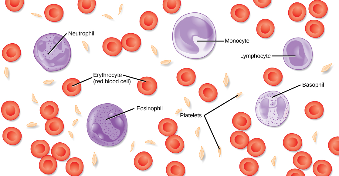 Illustration shows different types of blood cells and cellular components. Red blood cells are disc-shaped and indented in the middle. Platelets are long and thin, and about half the length red blood cells. Neutrophils, monocytes, lymphocytes, eosinophils, and basophils are about twice the diameter of red blood cells and spherical. Monocytes and eosinophils have U shaped nuclei. Eosinophils contain granules, but monocytes do not. Basophils and neutrophils both have irregularly shaped, multi-lobed nuclei and granules.