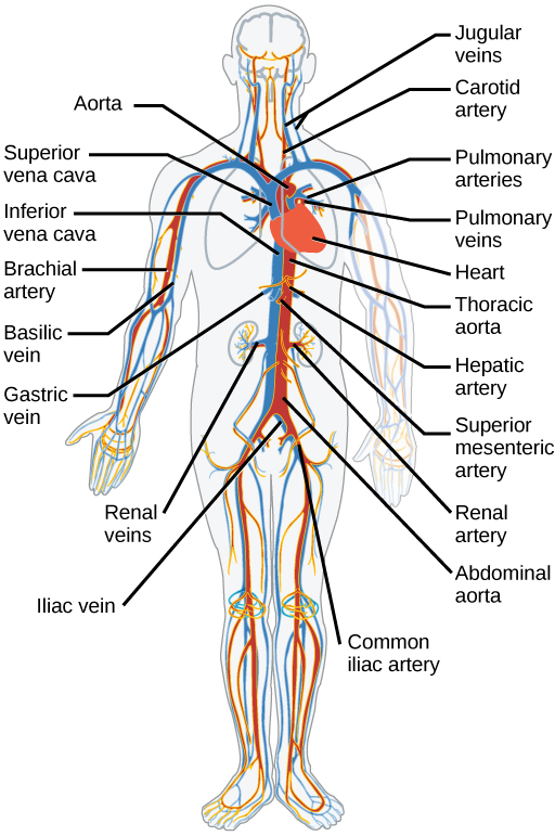 Illustration shows the major human blood vessels. From the heart, blood is pumped into the aorta and distributed to systemic arteries. The carotid arteries bring blood to the head. The brachial arteries bring blood to the arms. The thoracic aorta brings blood down the trunk of the body along the spine. The hepatic, gastric and renal arteries, which branch from the thoracic aorta, bring blood to the liver, stomach and kidneys, respectively. The iliac artery brings blood to the legs. Blood is returned to the heart through two major veins, the superior vena cava at the top, and the inferior vena cava at the bottom. The jugular veins return blood from the head. The basilic veins return blood from the arms. The hepatic, gastric and renal veins return blood from the liver, stomach and kidneys, respectively. The iliac vein returns blood from the legs.