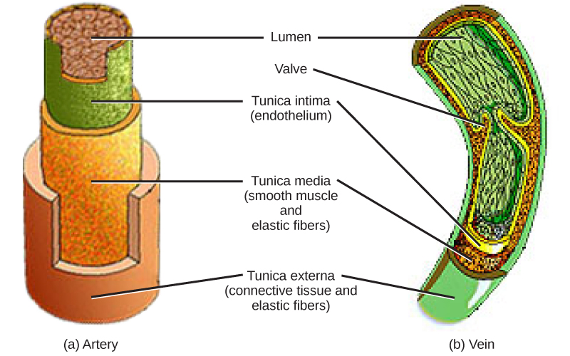 Illustrations A and B show that arteries and veins consist of three layers, an inner endothelium called the tunica intima, a middle layer of smooth muscle and elastic fibers called the tunica media, and an outer layer of connective tissues and elastic fibers called the tunica externa. The outer two layers are thinner in the vein than in the artery. The central cavity is called the lumen. Veins have valves that extend into the lumen.
