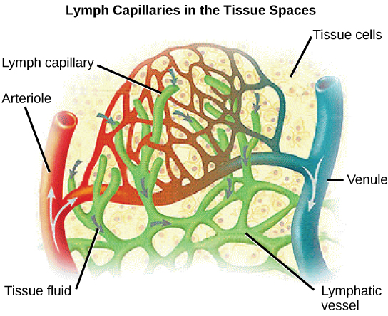 Illustration shows an arteriole and a venule branching off into a capillary bed. Lymph capillaries surround the capillary bed. Fluid diffuse from the blood vessels into the lymphatic vessels.
