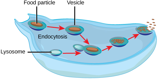 In this illustration, a cell extends a pseudopod to consume a food particle. The consumed particle is encapsulated in a vesicle. The vesicle fuses with a lysosome, and proteins inside the lysosome digest the food particle. After the food is digested, the vesicle fuses with the cell membrane, and undigested remains are excreted.