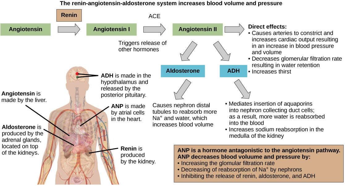 The renin-angiotensin-aldosterone pathway involves four hormones: renin, which is made in the kidney, angiotensin, which is made in the liver, aldosterone, which is made in the adrenal glands, and A D H, which is made in the hypothalamus and secreted by the posterior pituitary. The adrenal glands are located on top of the kidneys, and the hypothalamus and pituitary are in the brain. The pathway begins when renin converts angiotensin into angiotensin I. An enzyme called A C E then converts angiotensin I into angiotensin I I. Angiotensin I I has several direct effects. These include arterial constriction, which increases blood pressure, decreasing the glomerular filtration rate, which results in water retention, and increasing thirst. Angiotensin I I also triggers the release of two other hormones, aldosterone and A D H. Aldosterone causes nephron distal tubules to reabsorb more sodium and water, which increases blood volume. A D H moderates the insertion of aquaporins into the nephridial collecting ducts. As a result, more water is reabsorbed by the blood. A D H also causes arteries to constrict. The hormone A N P is antagonistic to the angiotensin pathway. A N P decreases blood pressure and volume by increasing the glomerulus filtration rate, increasing reabsorption of sodium ions by the nephron, and by inhibiting the release of renin from the kidney and aldosterone from the adrenal gland.