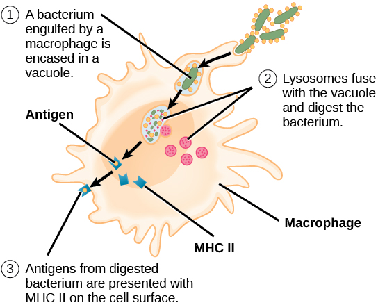 Illustration shows a bacterium being engulfed by a macrophage. Lysosomes fuse with the vacuole containing the bacteria. The bacterium is digested. Antigens from the bacterium are attached to a M H C I I molecule and presented on the cell surface.
